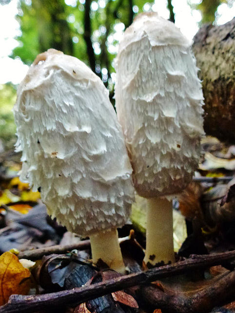 fungi in hatfield forest, essex