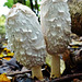 fungi in hatfield forest, essex