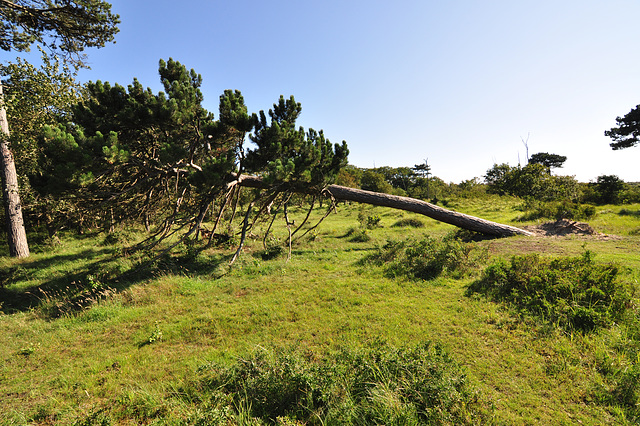 Gravity 1 – Tree 0