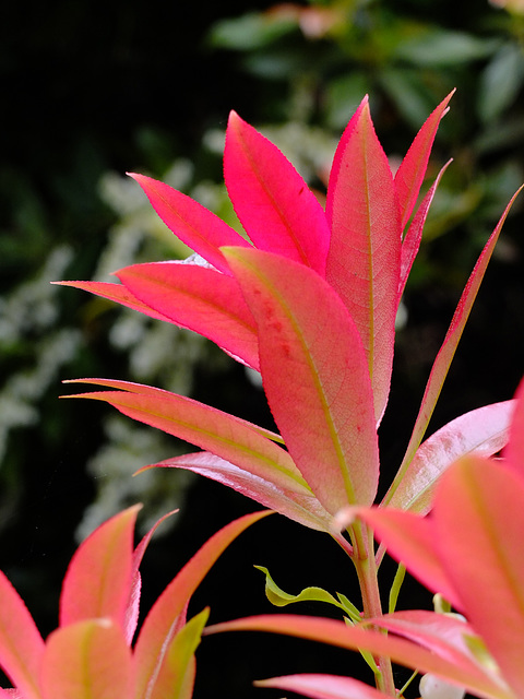 Winkworth Arboretum 1