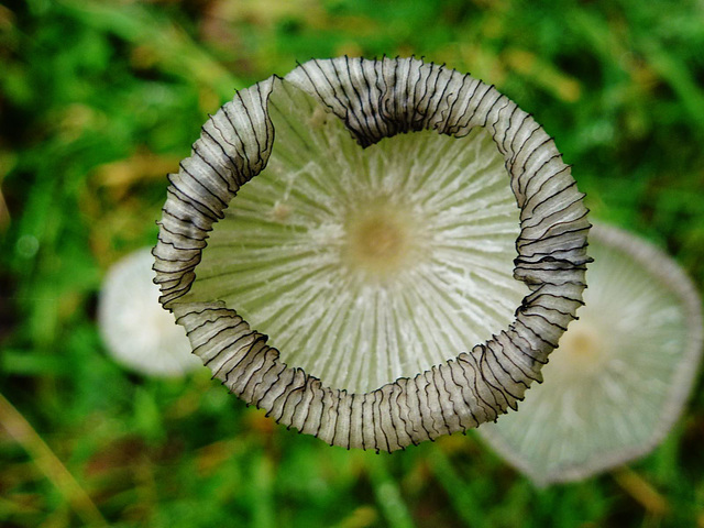 fungi in hatfield forest, essex