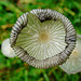 fungi in hatfield forest, essex