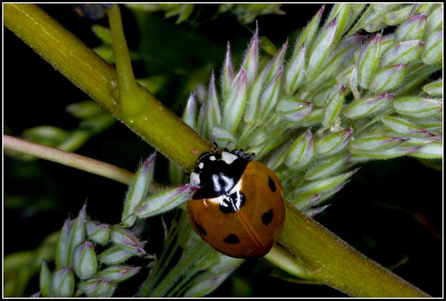 Ladybird