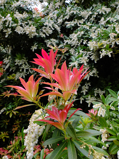 Winkworth Arboretum 2