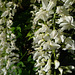 White wisteria