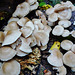 fungi in hatfield forest, essex