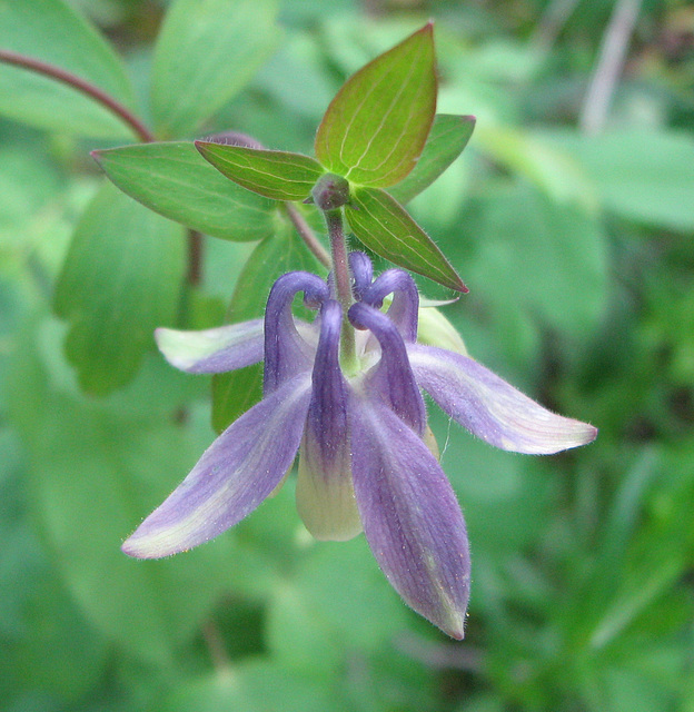 Blue Columbine