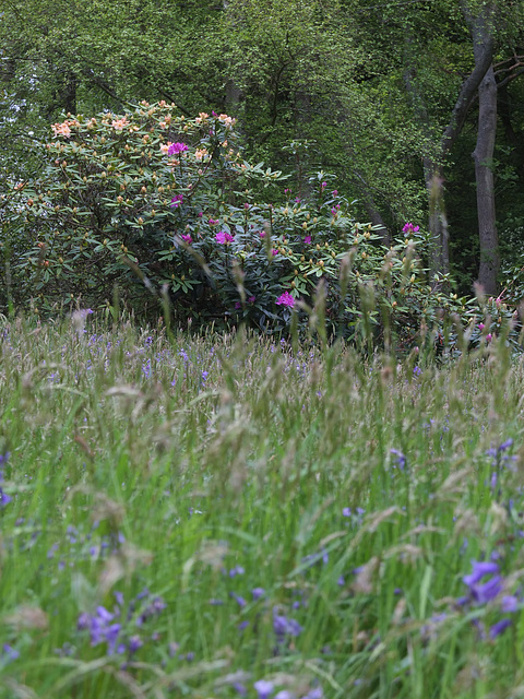 Winkworth Arboretum 3