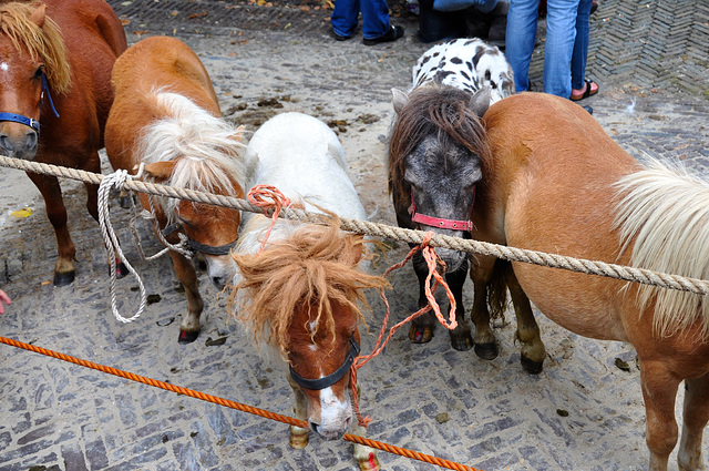 Paardenmarkt Voorschoten 2012 – Small horses