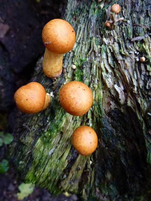 fungi in hatfield forest, essex