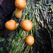 fungi in hatfield forest, essex