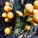 fungi in hatfield forest, essex