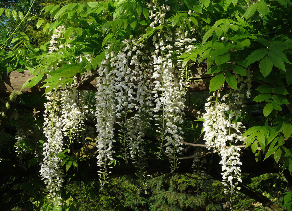 Pergola