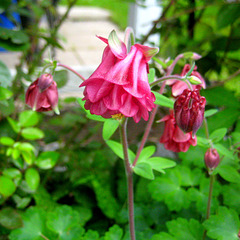 Akelei [Aquilegia]