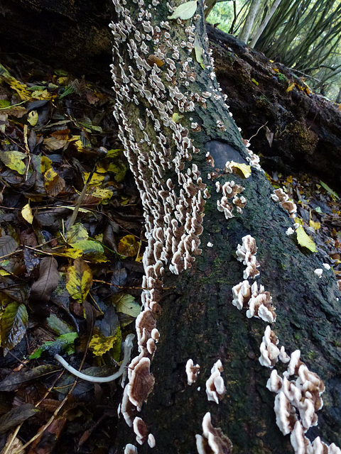 fungi in hatfield forest, essex