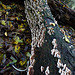 fungi in hatfield forest, essex