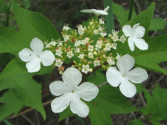 Highbush Cranberry