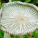 fungi in hatfield forest, essex