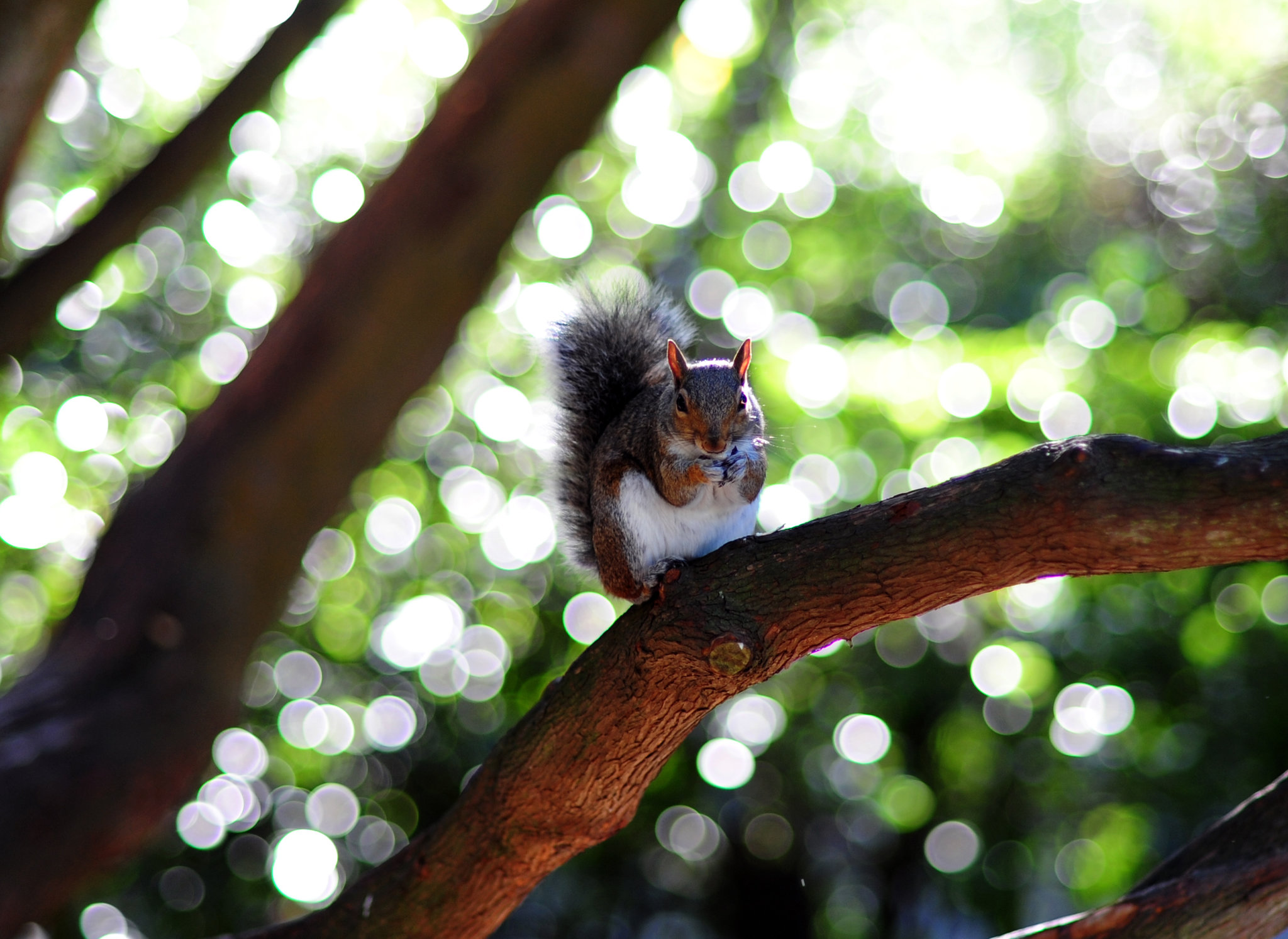 Squirrel 1