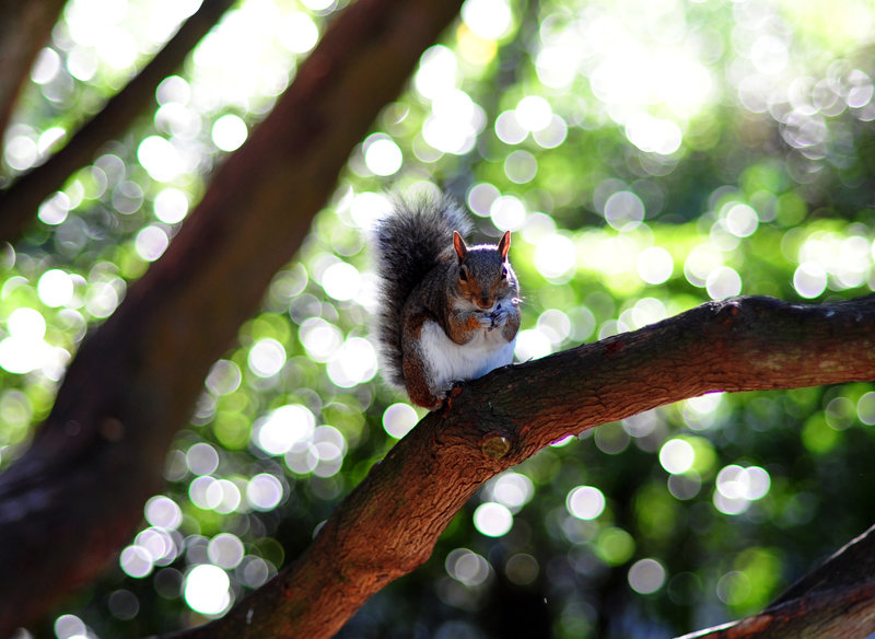 Squirrel 1
