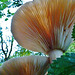 fungi in hatfield forest, essex