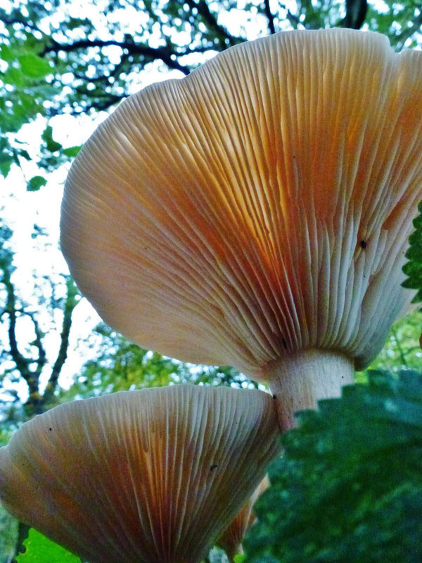 fungi in hatfield forest, essex