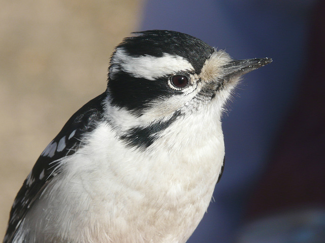 Downy Woodpecker up close