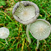 fungi in hatfield forest, essex