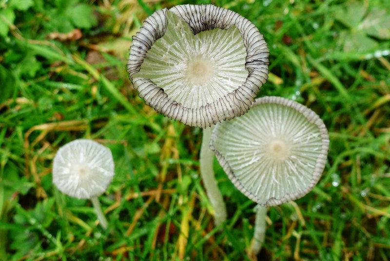 fungi in hatfield forest, essex