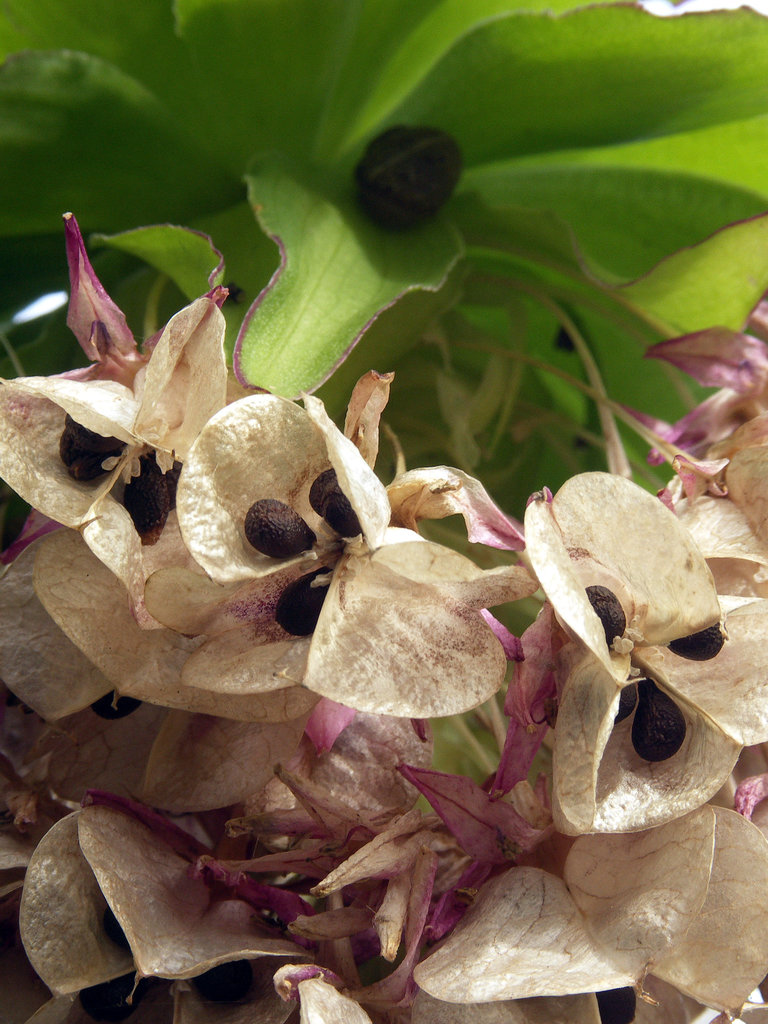 Eucomis seeds