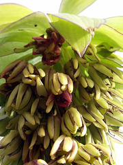 Eucomis, faded