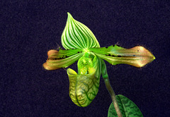 Paphiopedilum venustum