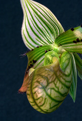 Paphiopedilum venustum