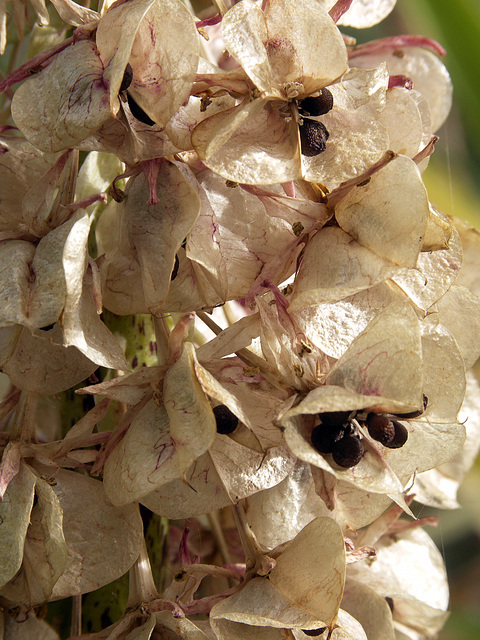 Eucomis seeds