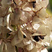 Eucomis seeds