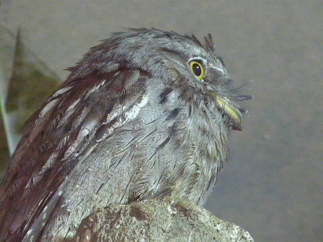 Tawny Frogmouth