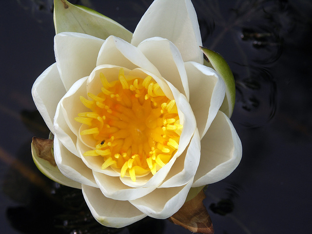 Water-lily