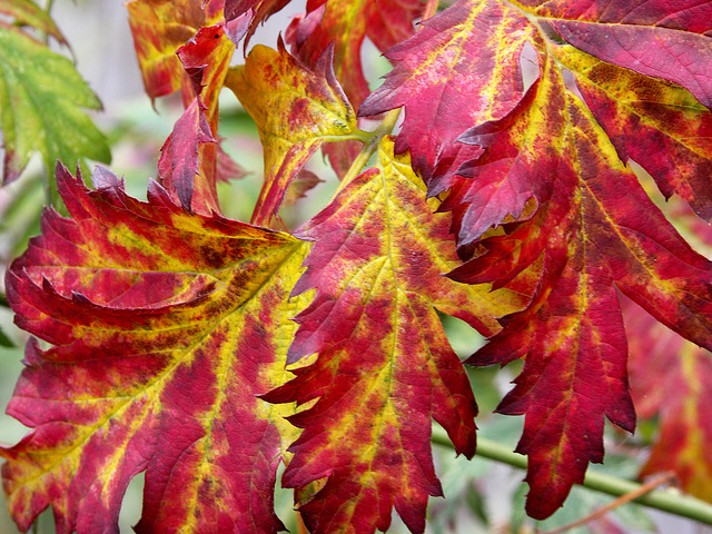 Thornless blackberry leaf