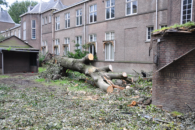 Tree 0 – Wind 1