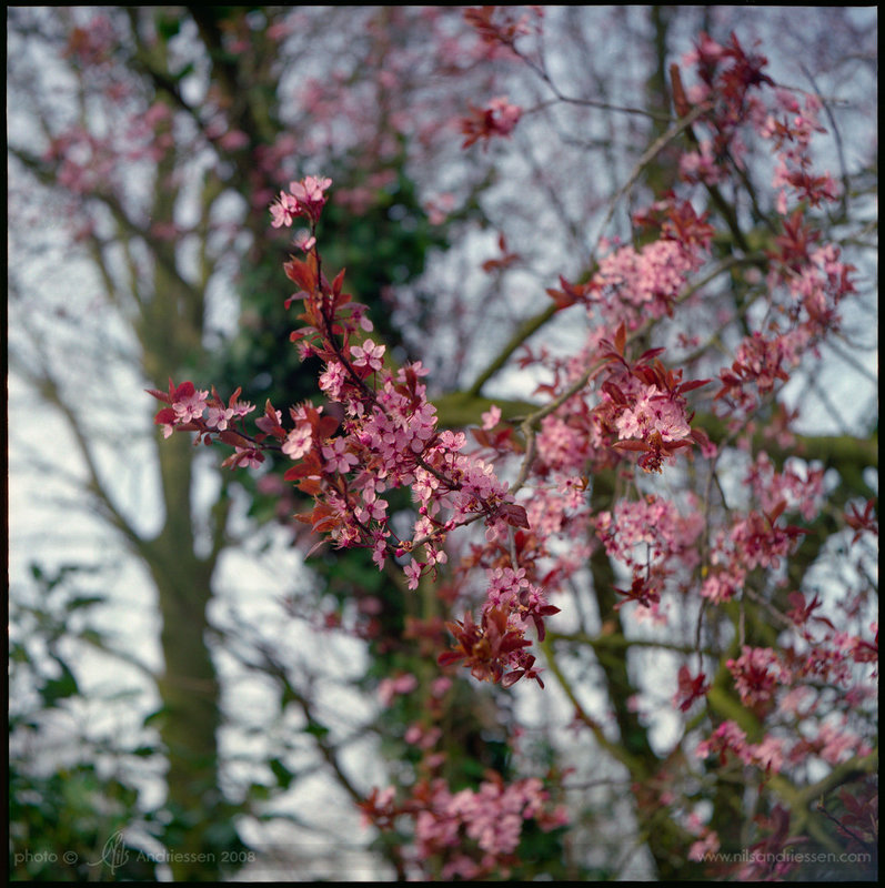 Sakura