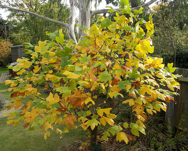 Tulip tree