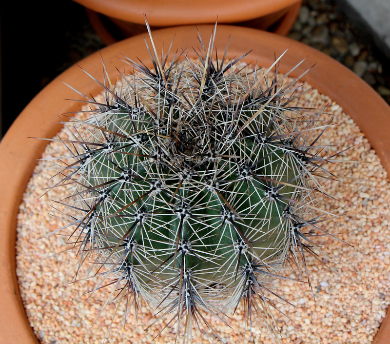 Cactus 2