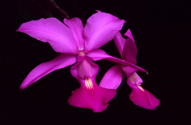 Cattleya walkeriana