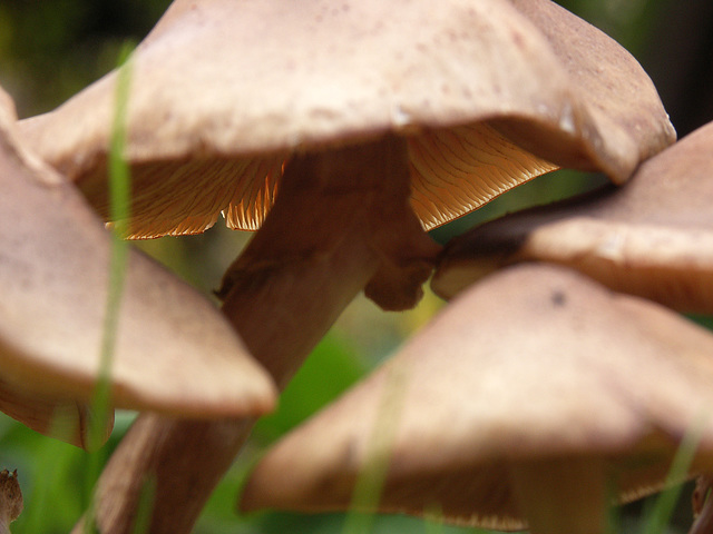 Honey fungus