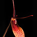 Restrepia elegans x dodsonii