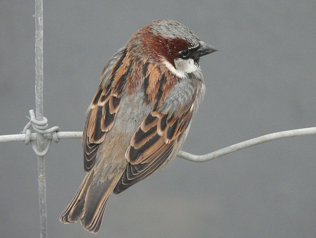 Sparrow finery
