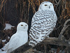 Snowy Owl pair