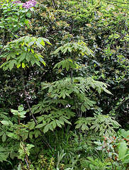 Aesculus parviflora