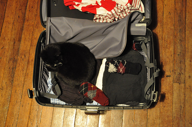 Unpacking the cat