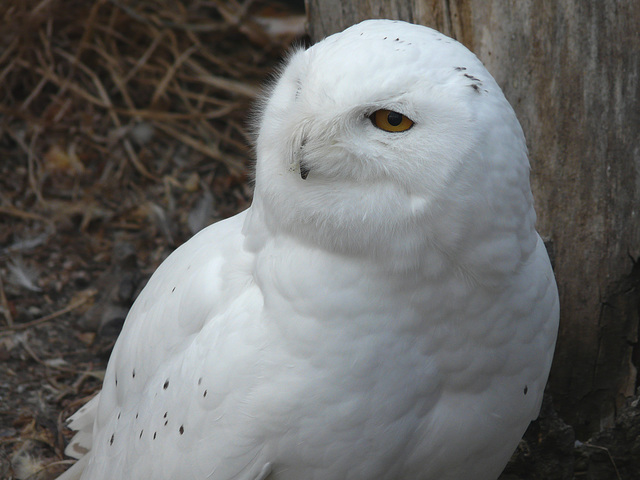 Snowy male